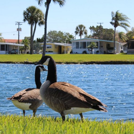 LEISURE LAKE VILLAGE MY JACOBSEN HOMES OF FLORIDA